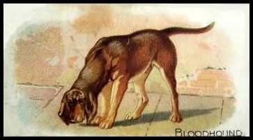 7 Bloodhound